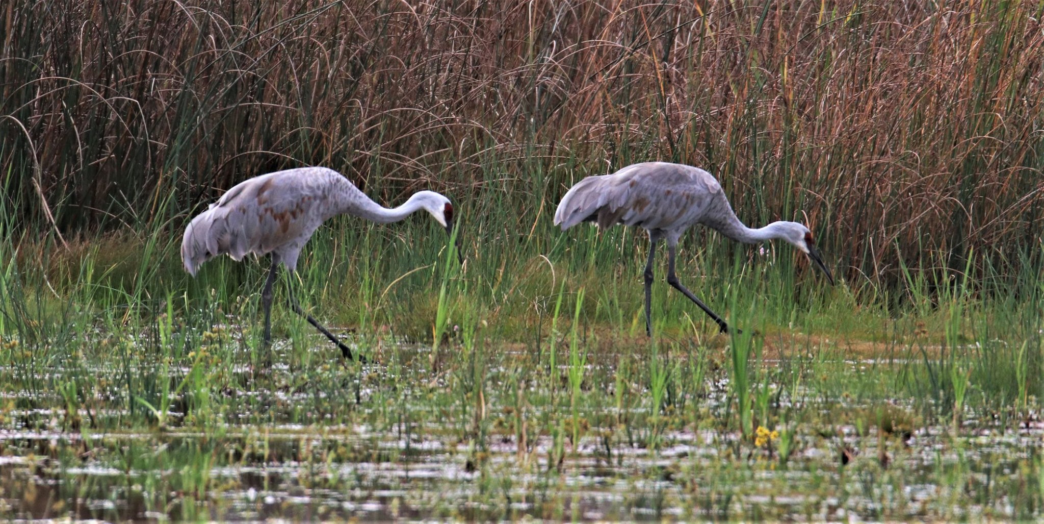 70752496_513048895907080_7917081828542906368_o