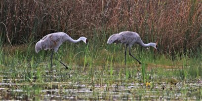 70752496_513048895907080_7917081828542906368_o