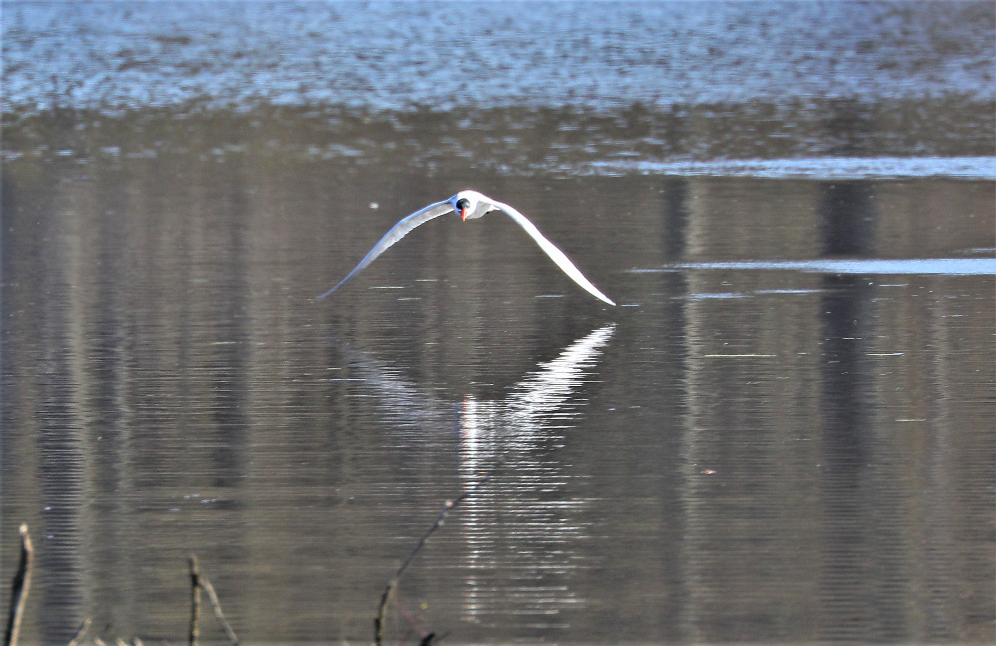 Caspian tern 1