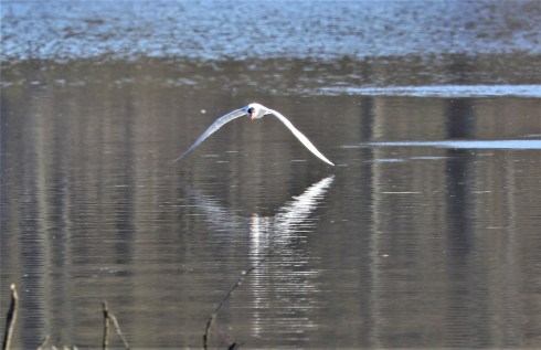 Caspian tern 1