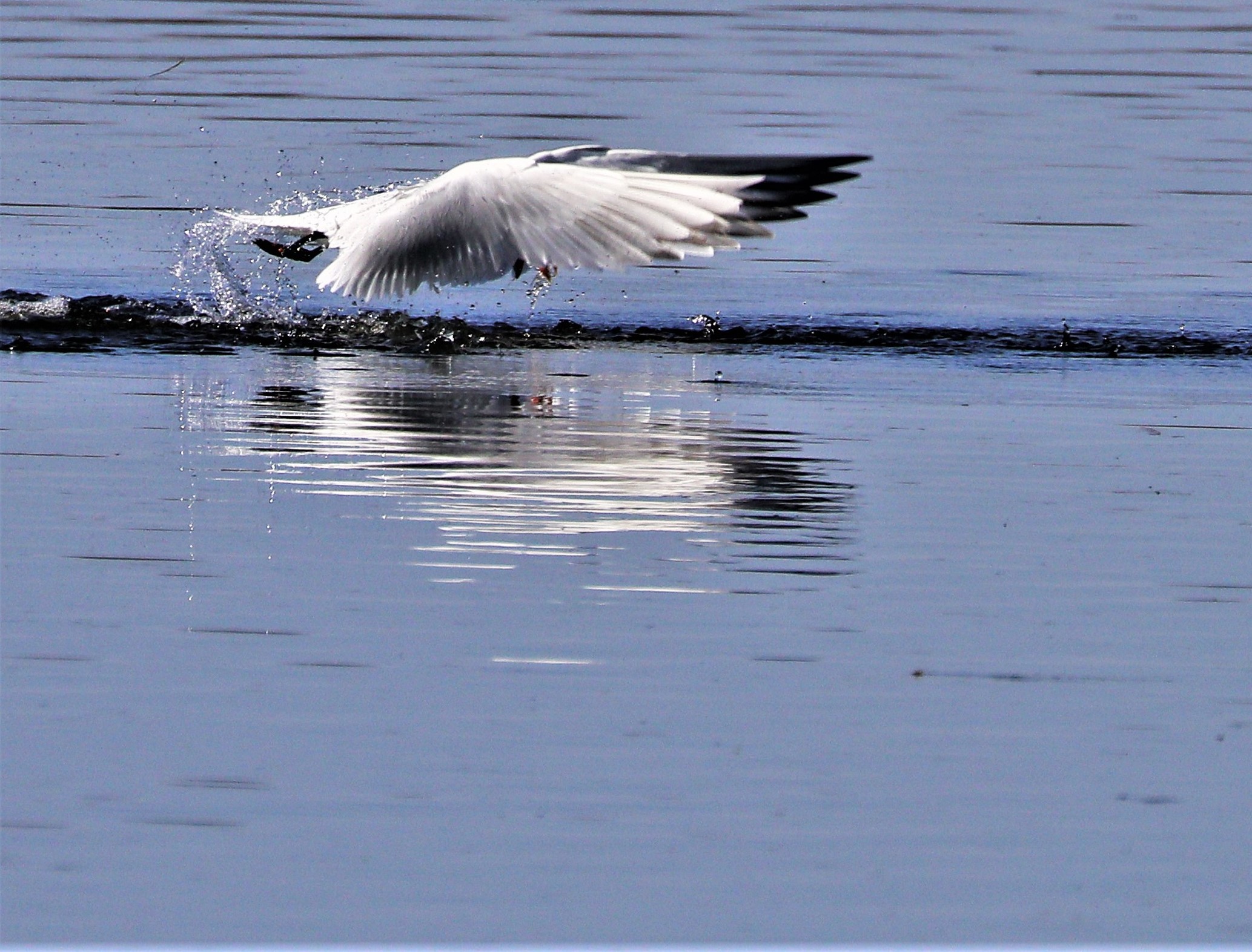 Caspian tern 10