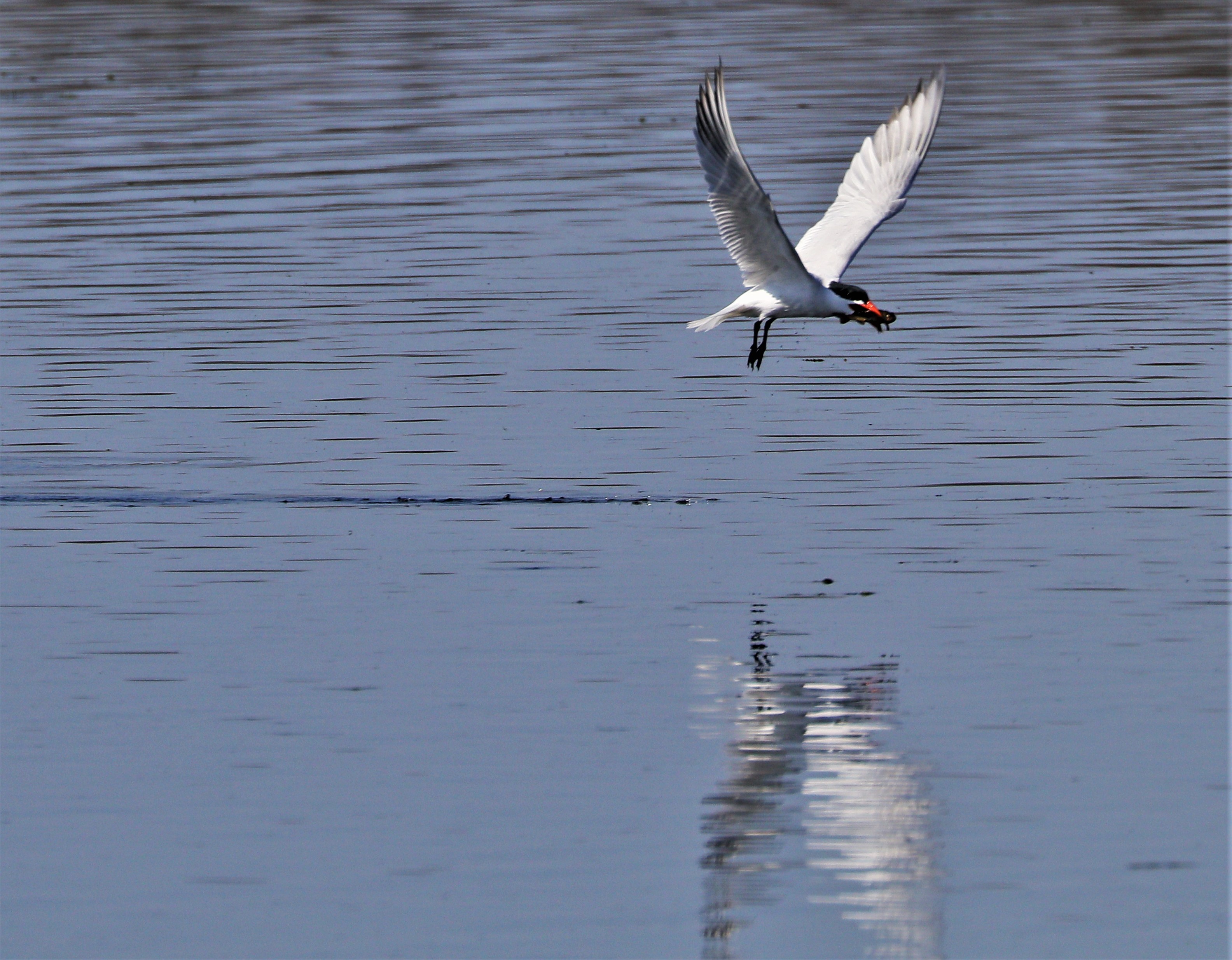 Caspian tern 12