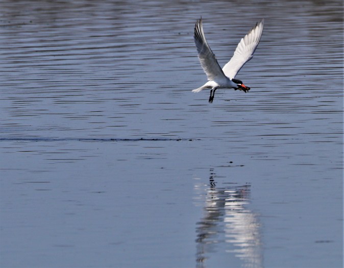 Caspian tern 12
