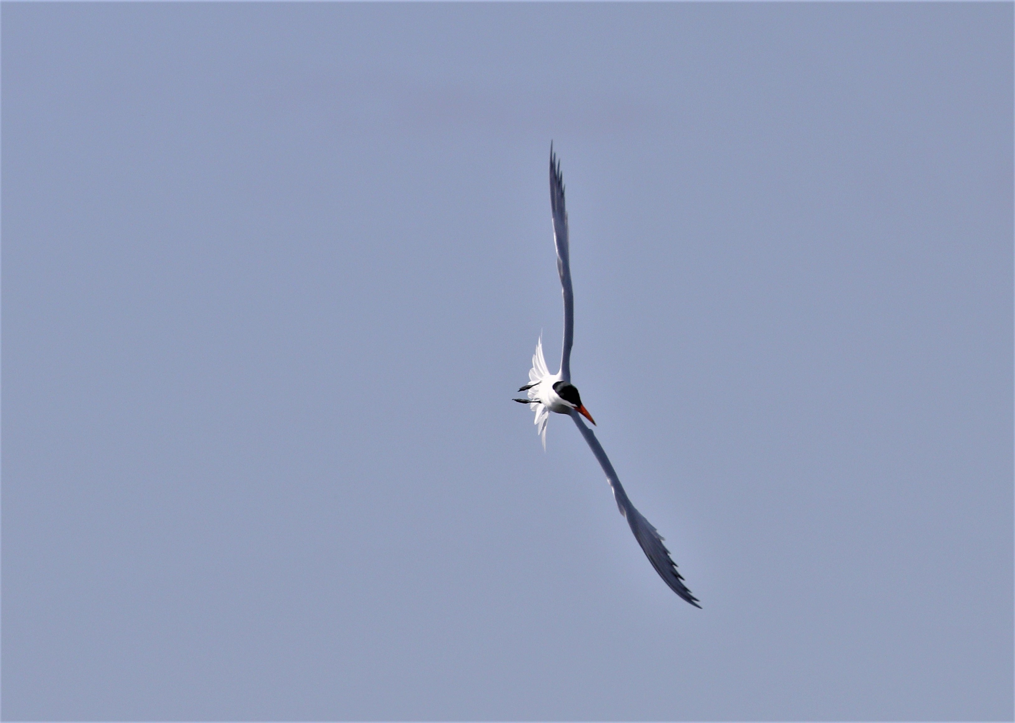 Caspian tern 5