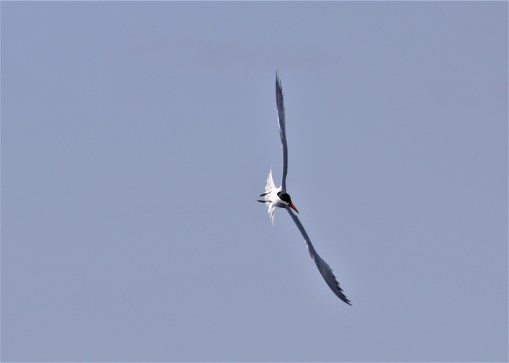 Caspian tern 5