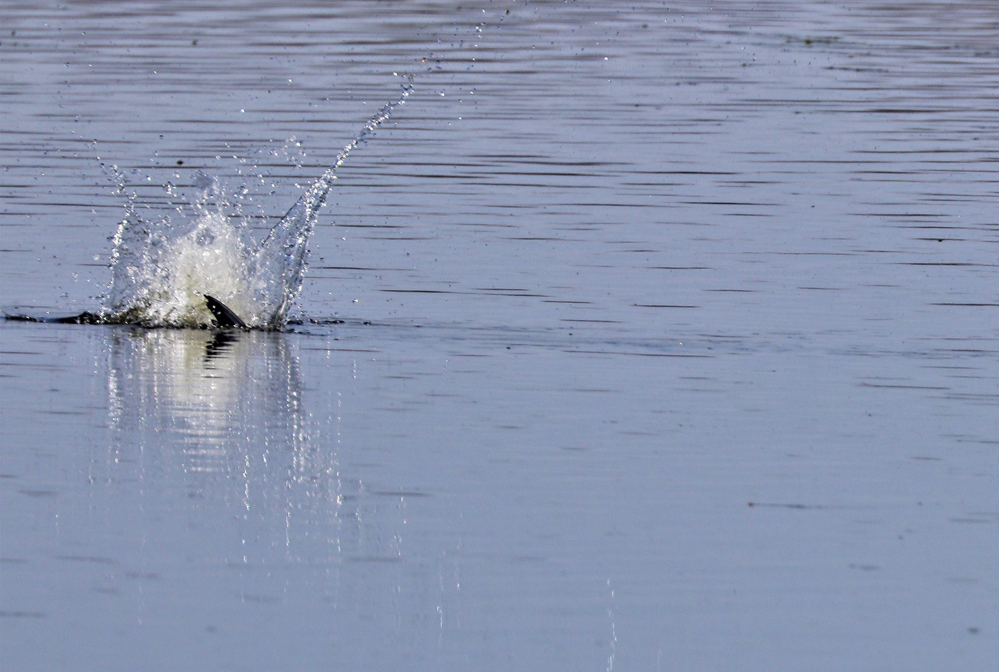 Caspian tern 7