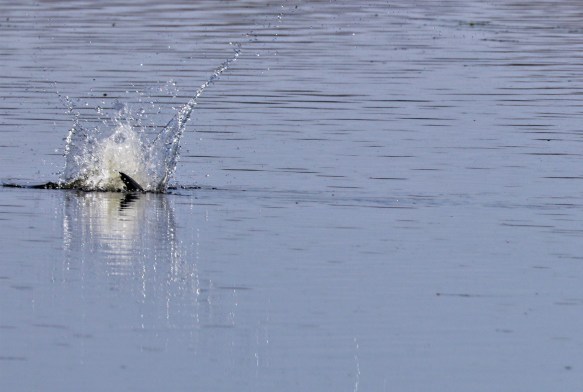 Caspian tern 7