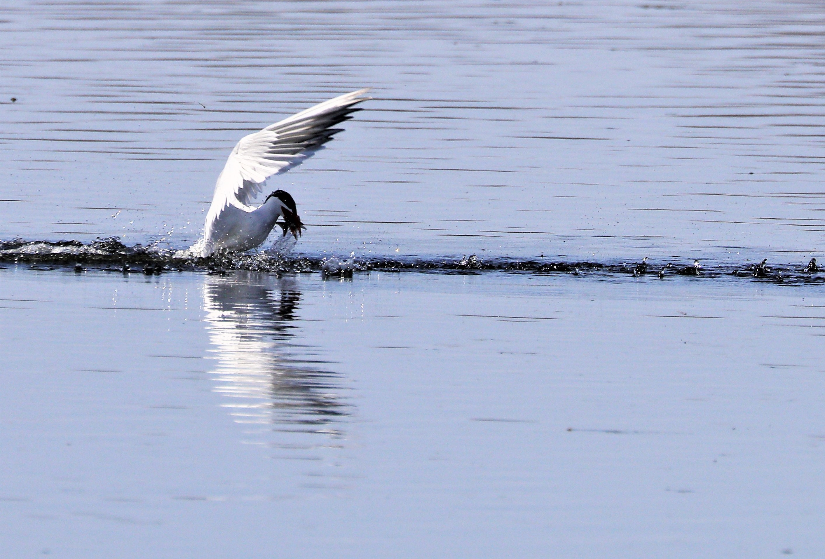 Caspian tern 9