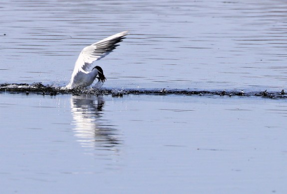 Caspian tern 9
