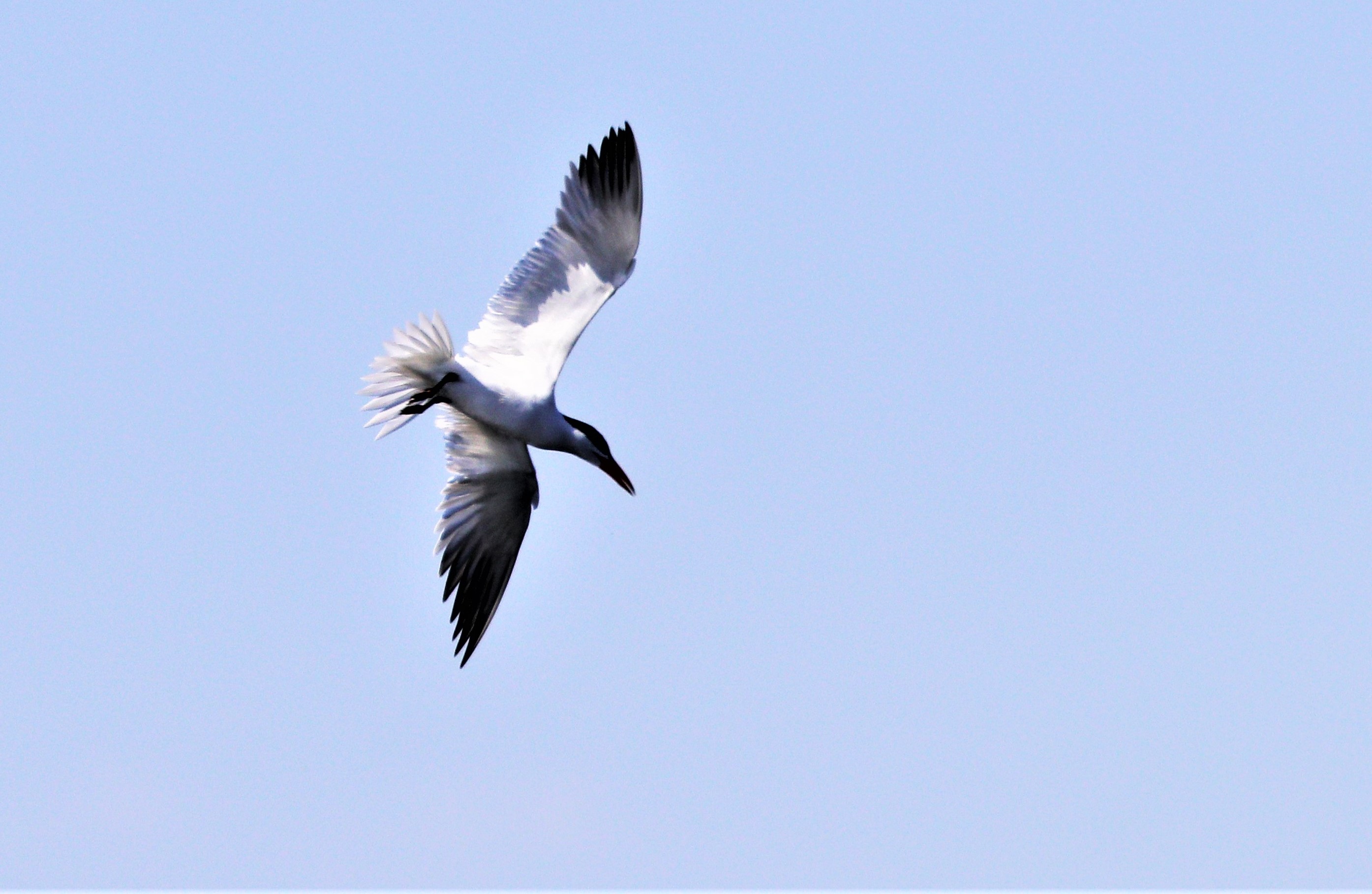 Caspiuan tern 6