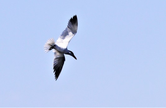 Caspiuan tern 6