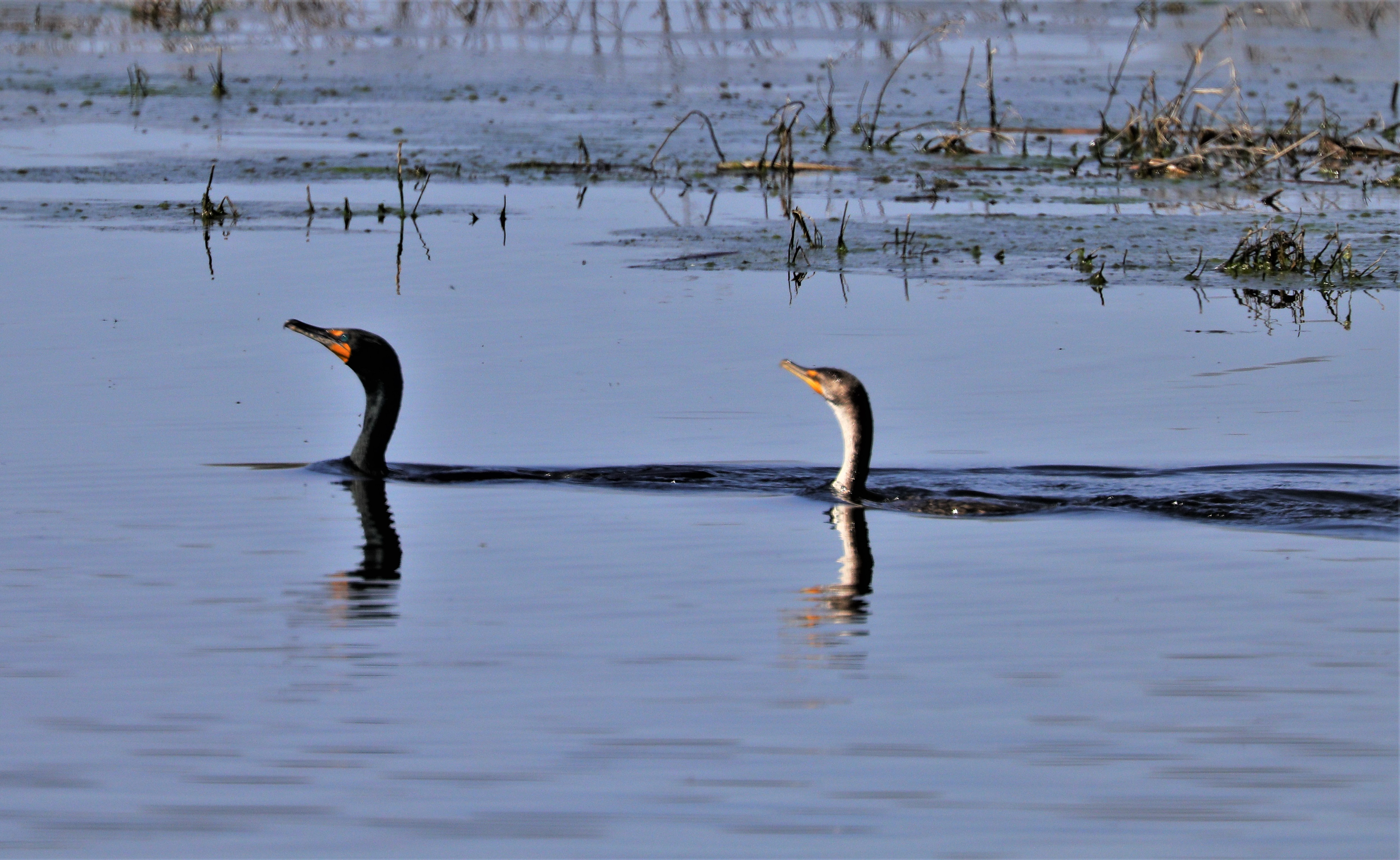 cormorants watching