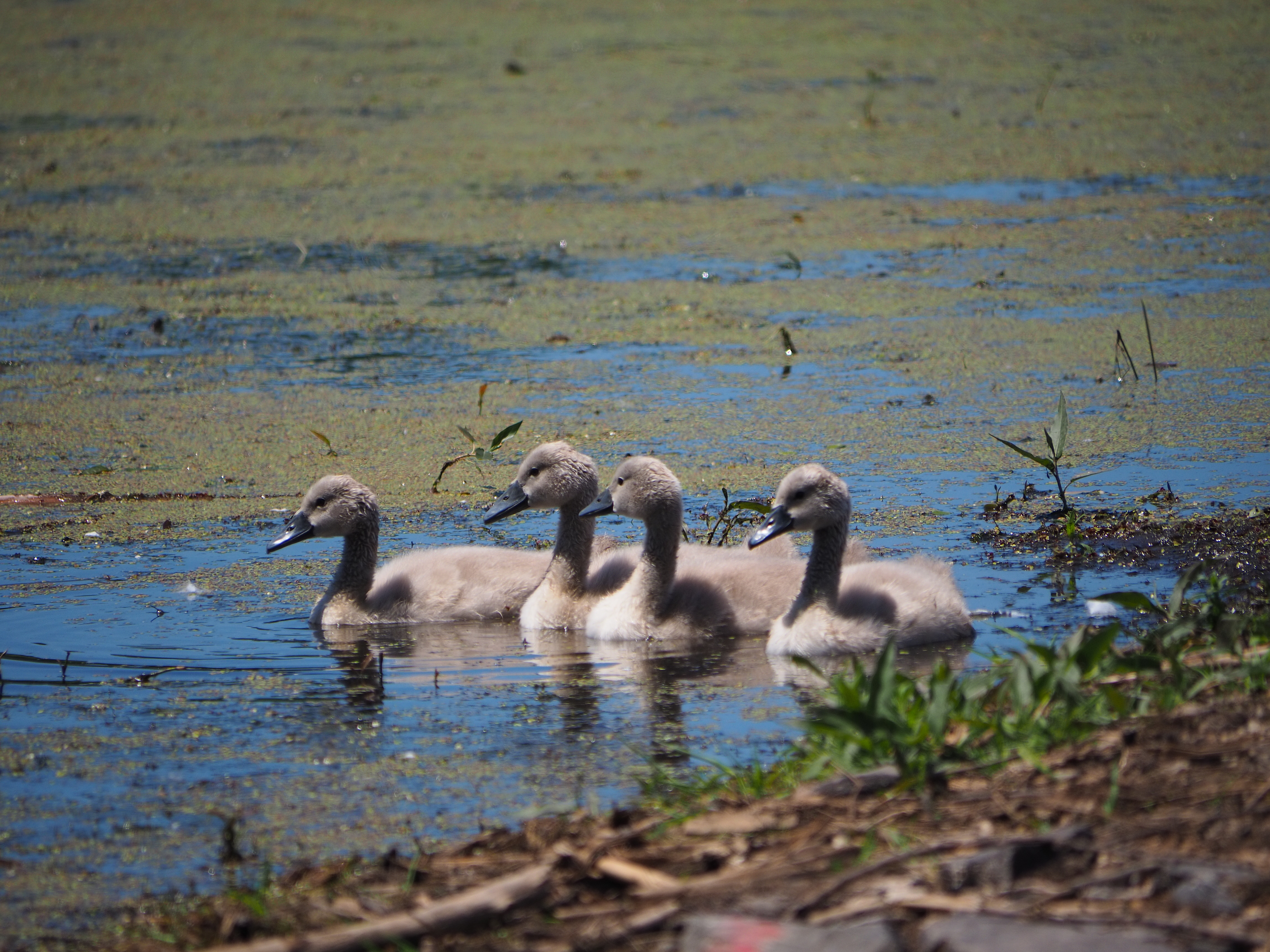 OLYMPUS DIGITAL CAMERA