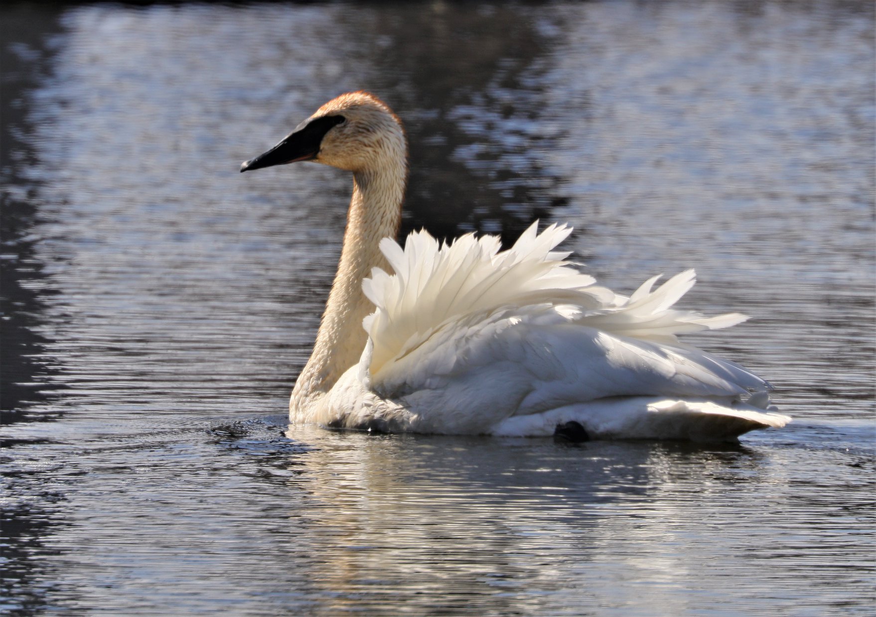Swan in backlight apr 202020