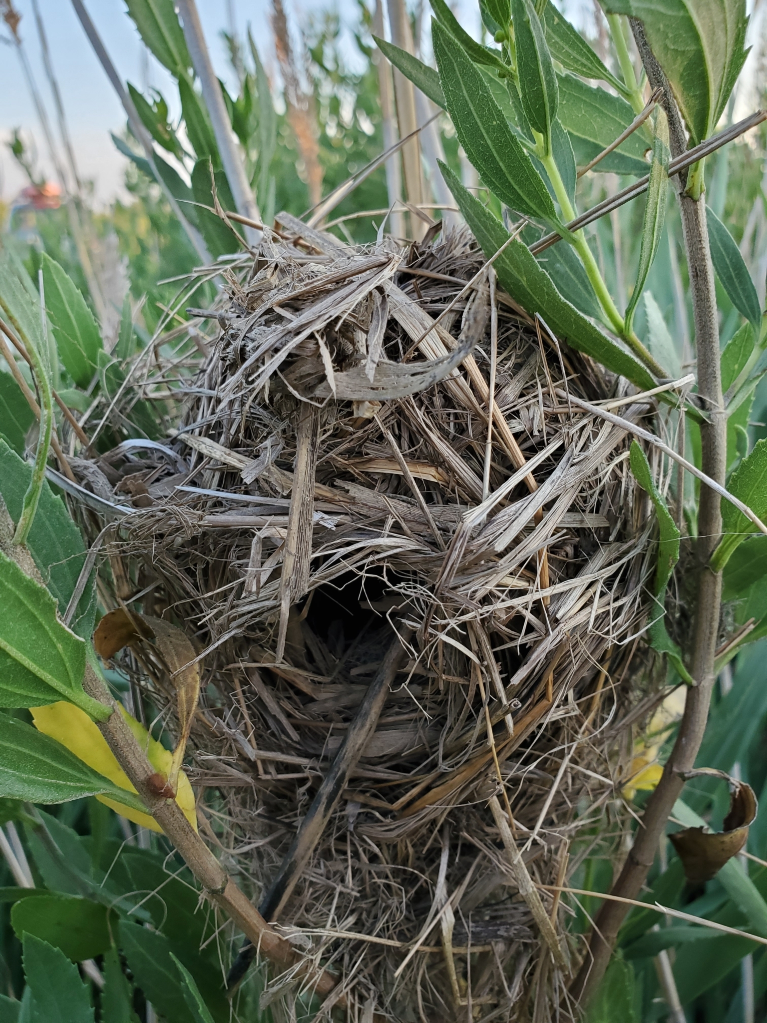 inat_1595806829-5f37e4ffda725