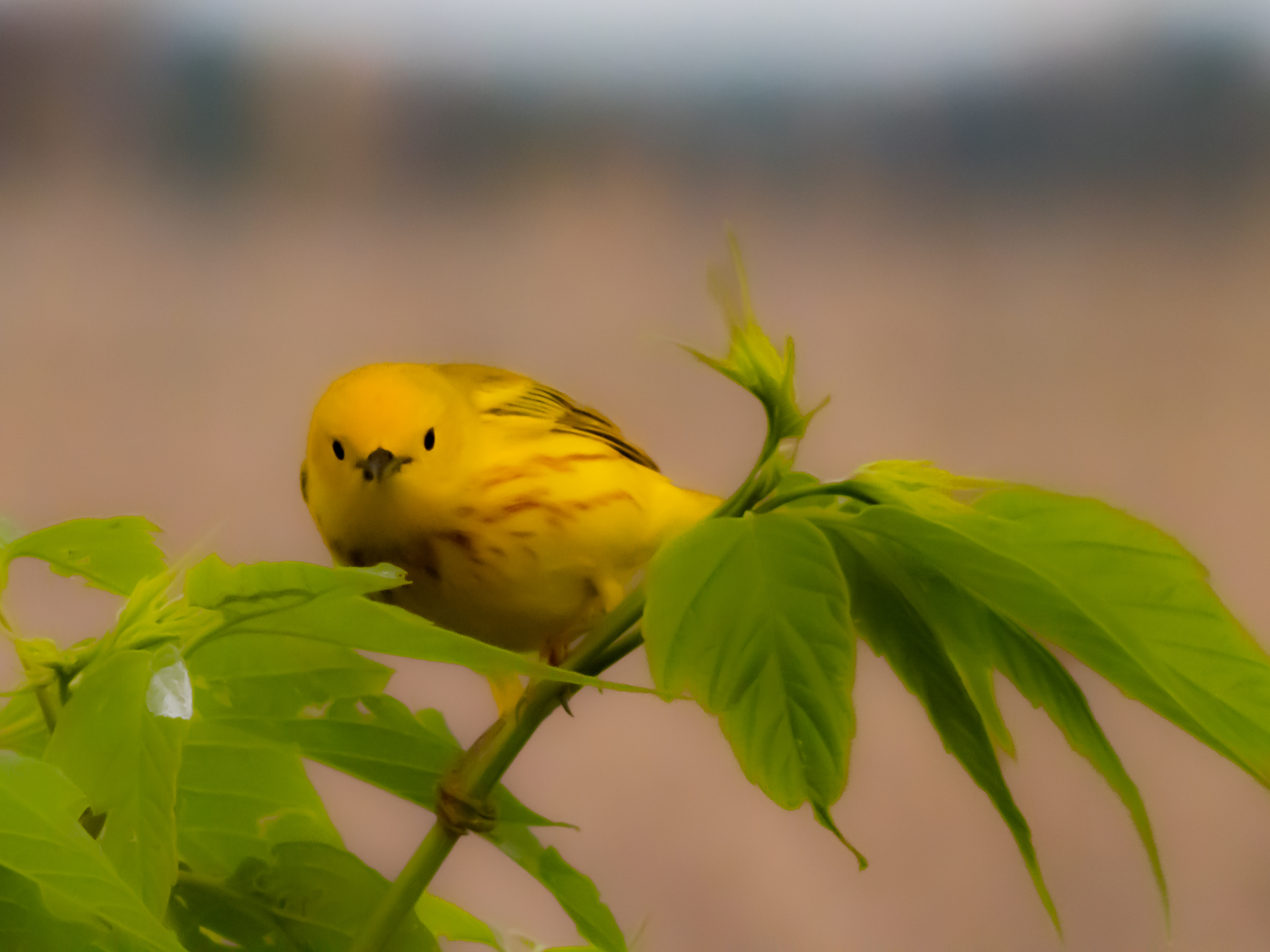 P5150390 - yellow warbler