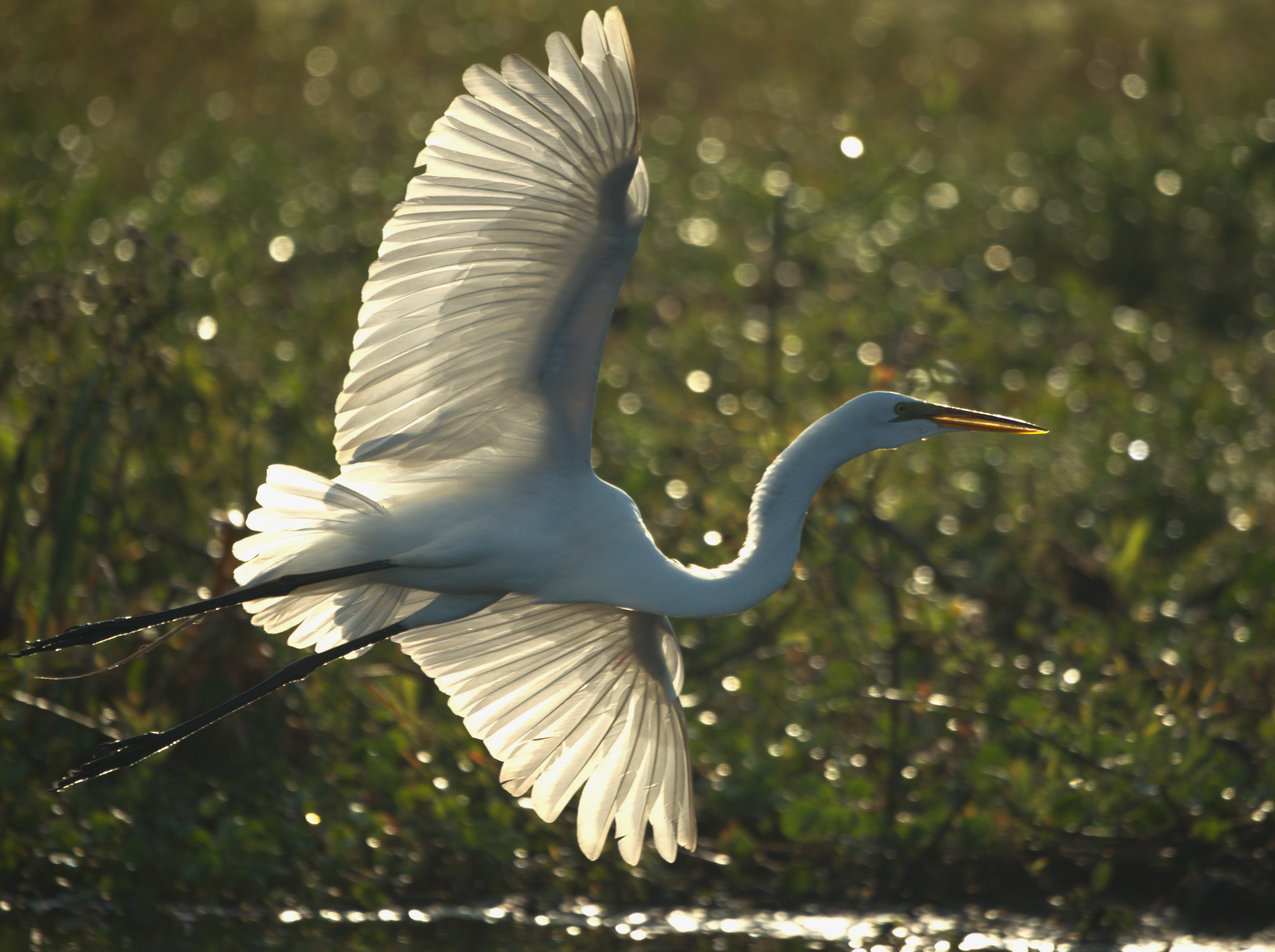 egret