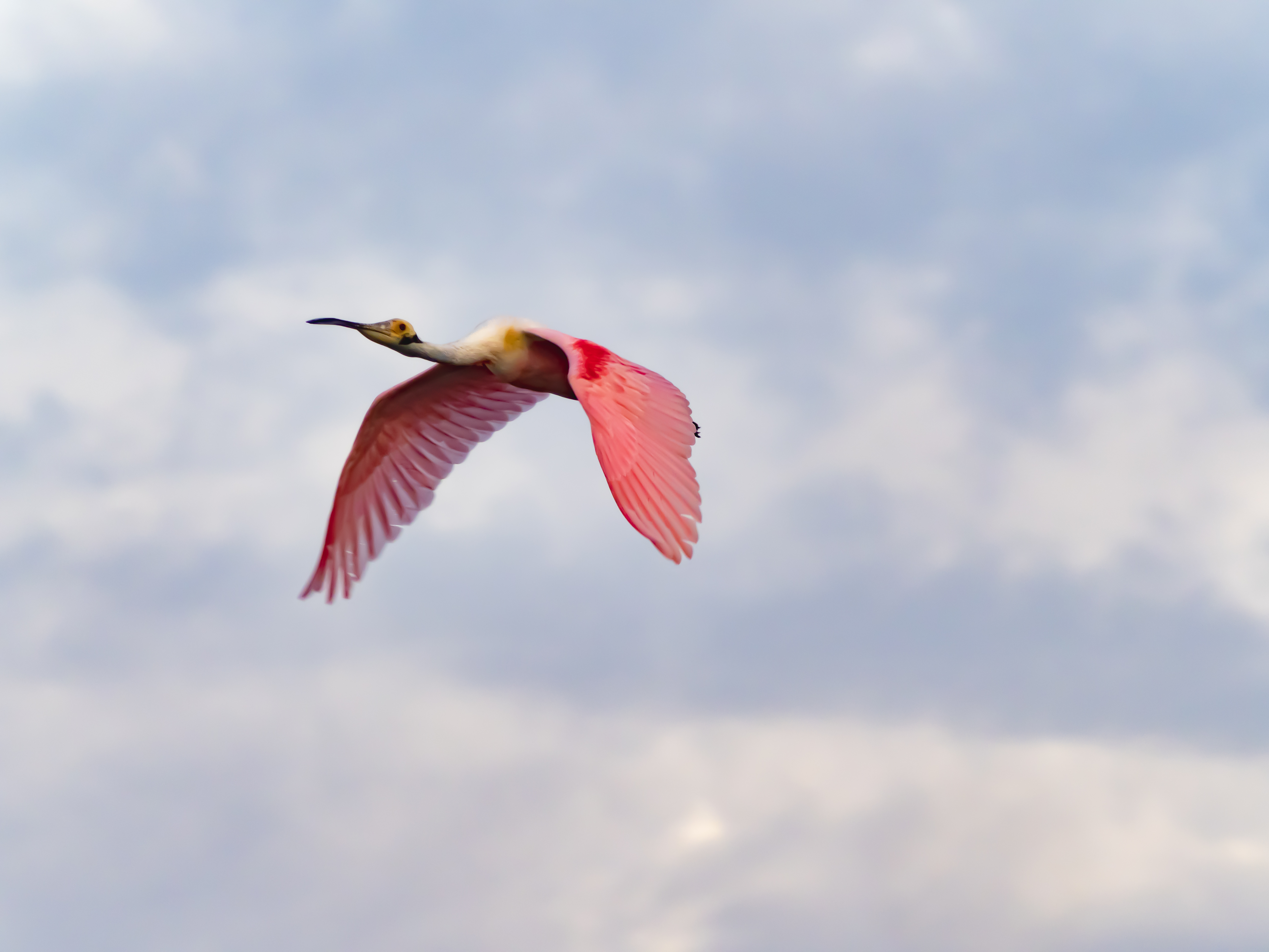 P5030296 - spoonbill in flight not too bad