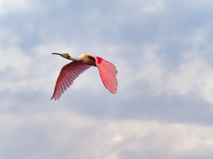 P5030296 - spoonbill in flight not too bad
