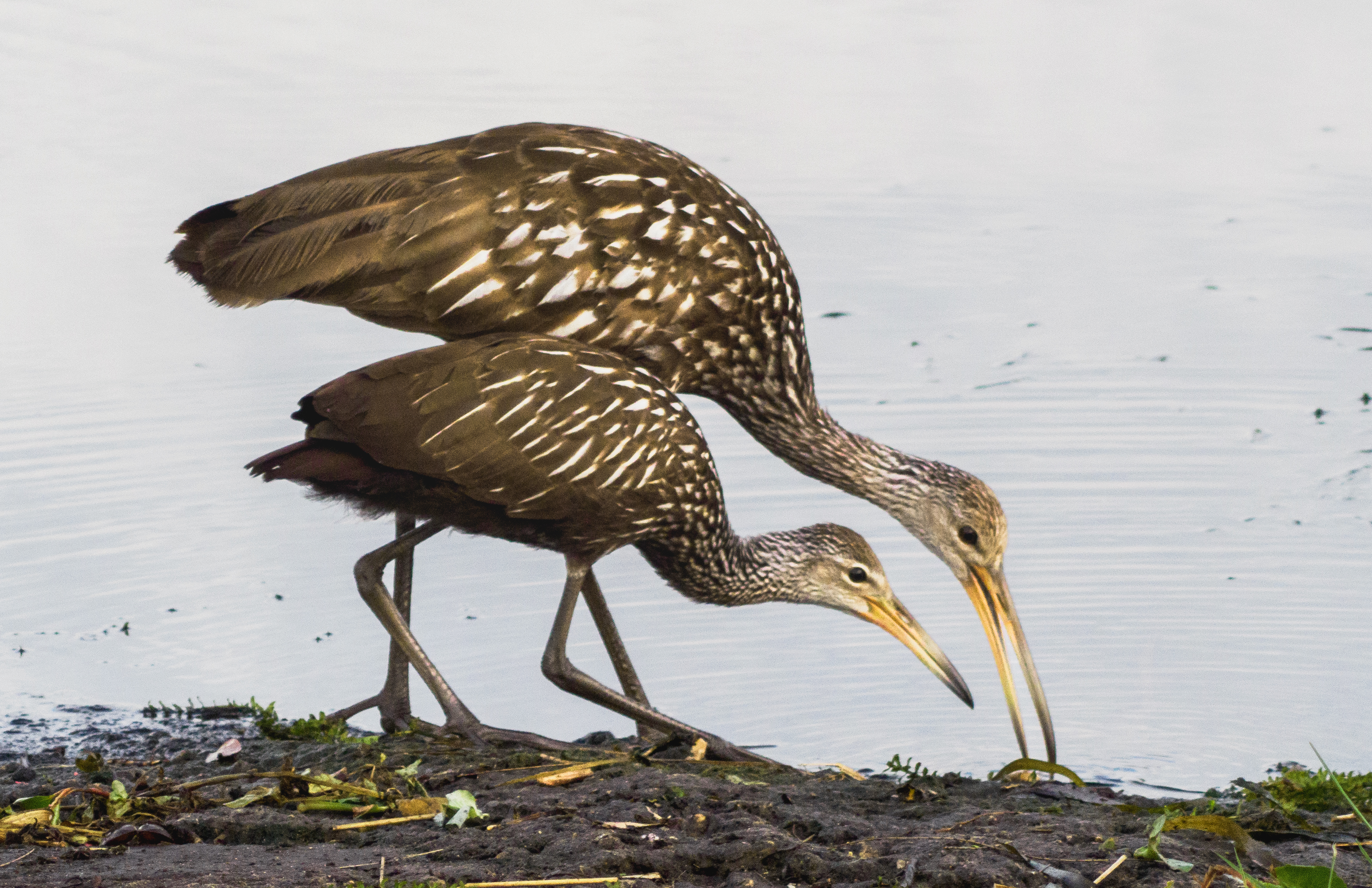 P5030478 - limpkins mamma and baby