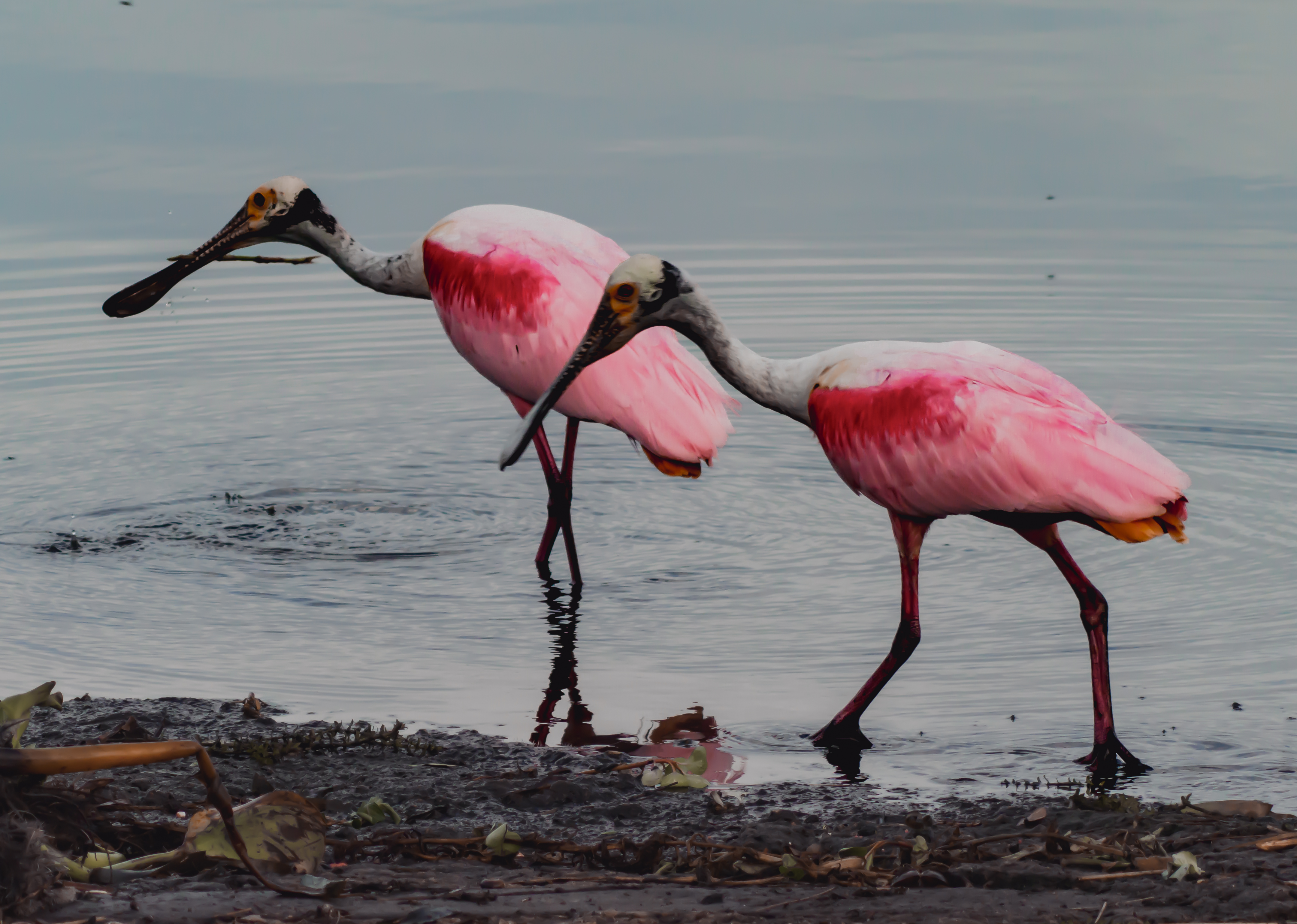 P5030585 - two walking spoonbills