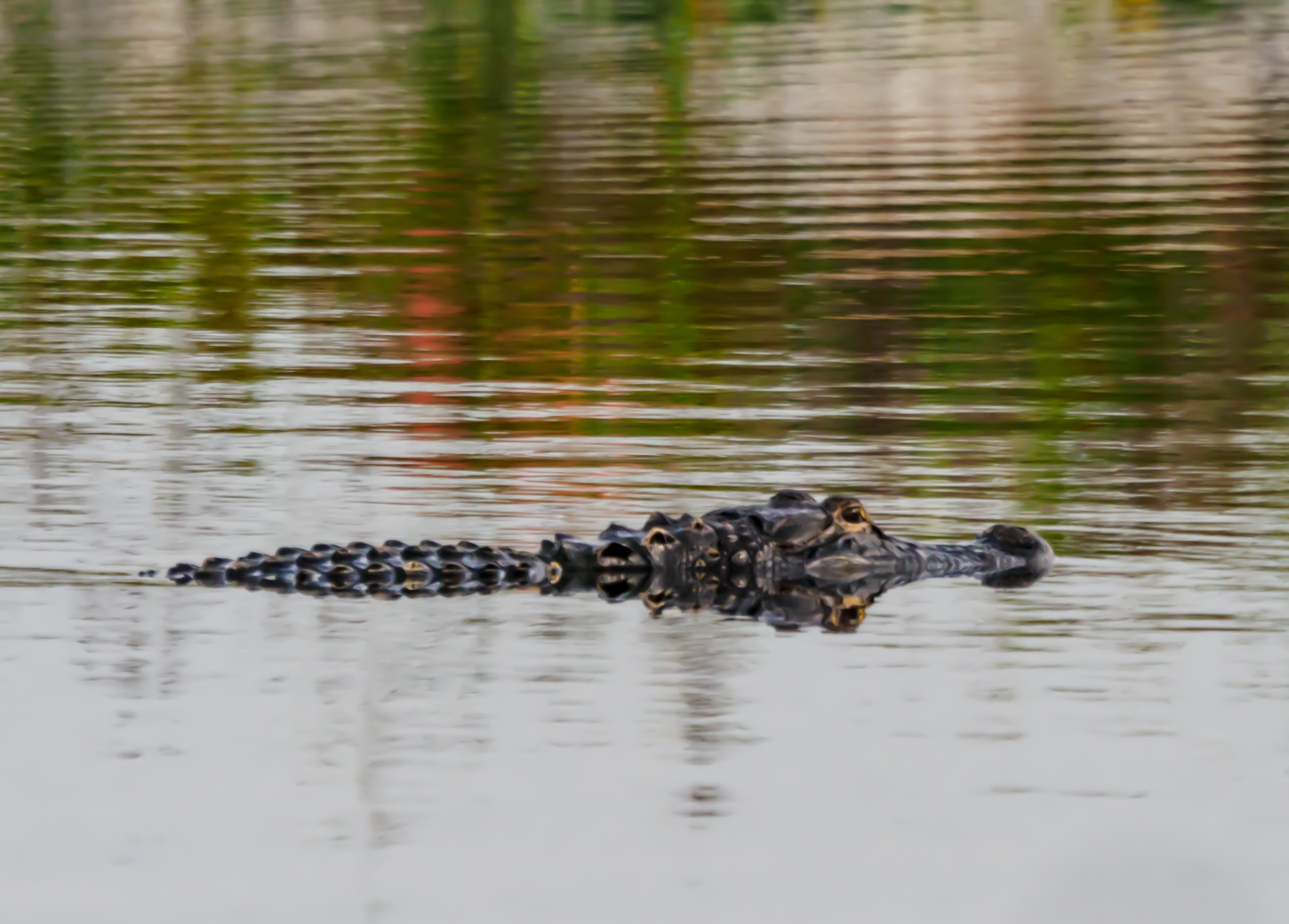 P5030631 - alligator