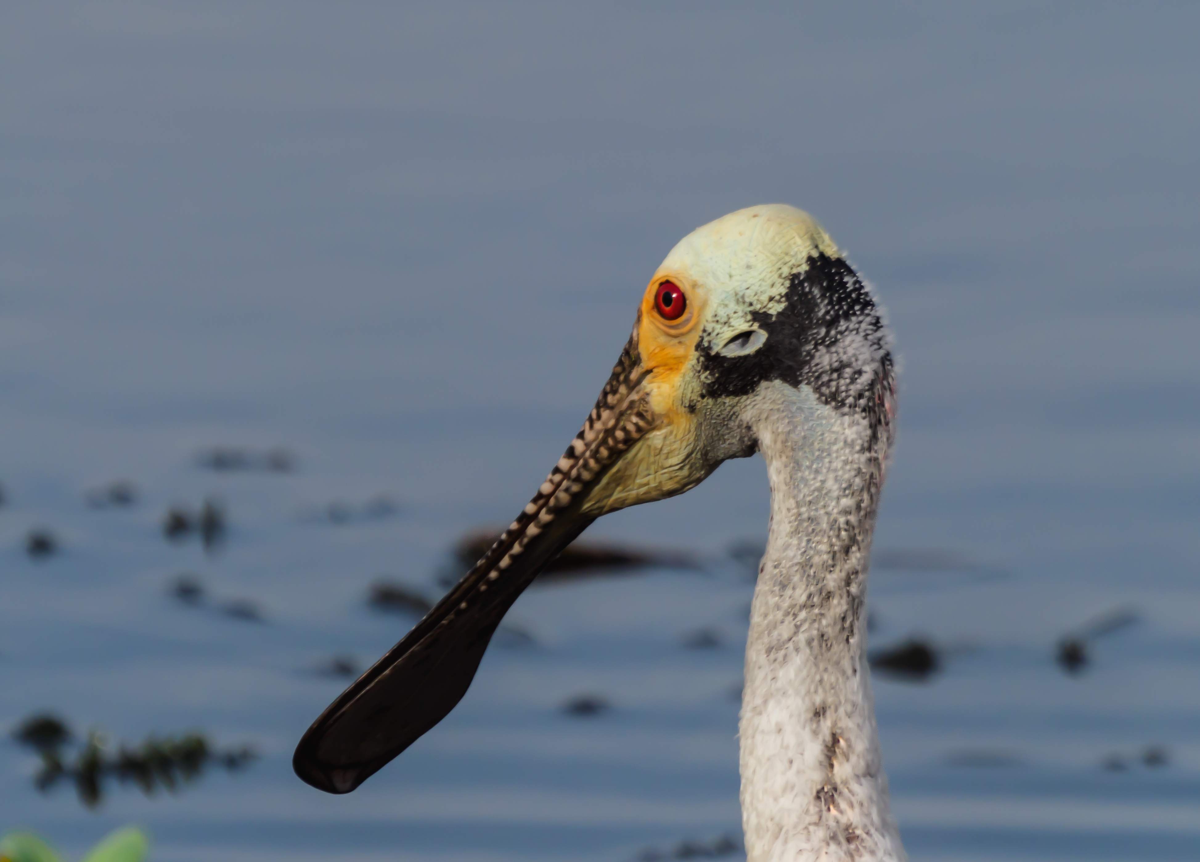 P5031128-2 - spoonbill profile