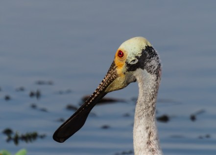 P5031128-2 - spoonbill profile