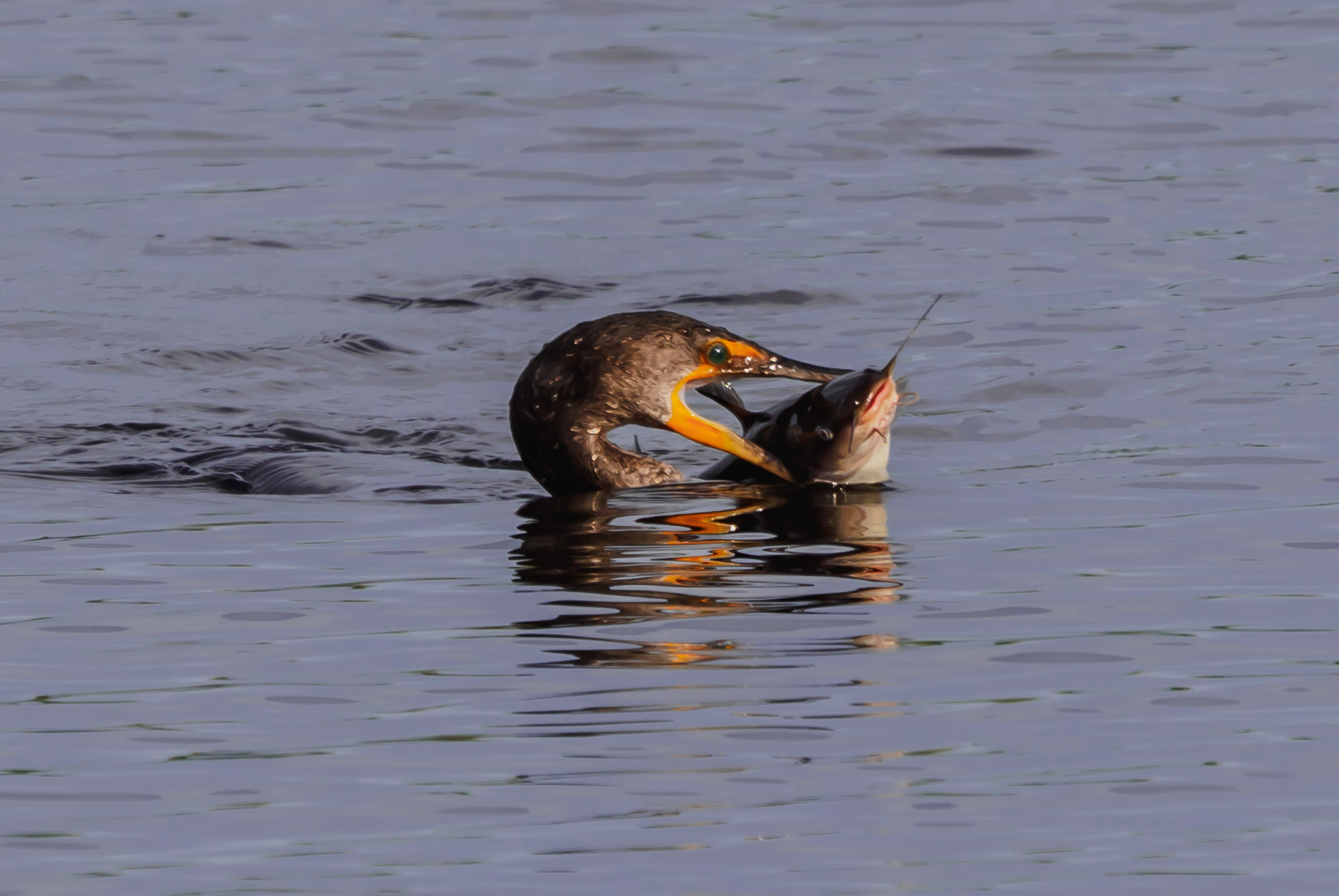 P5031205 - cormorant with big fish