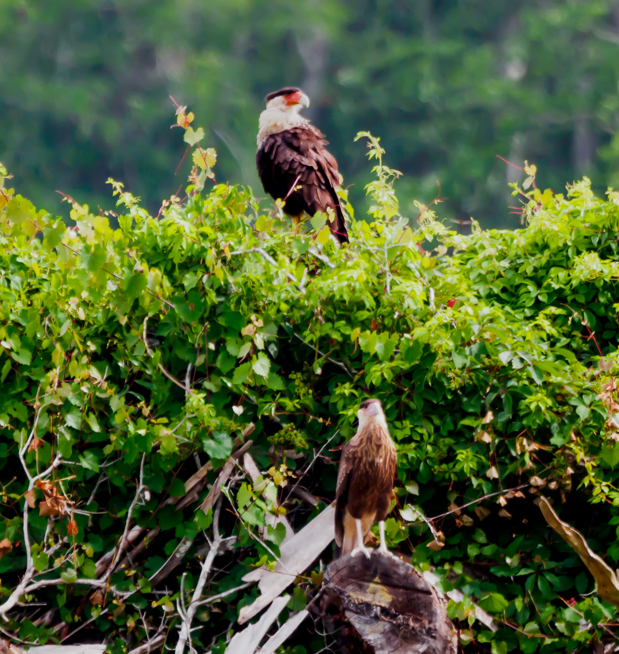 P5031404 - caracara and juvie