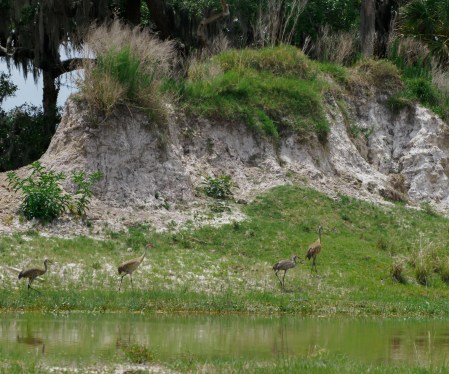 P5031772 - sandhill cranes and sand hills