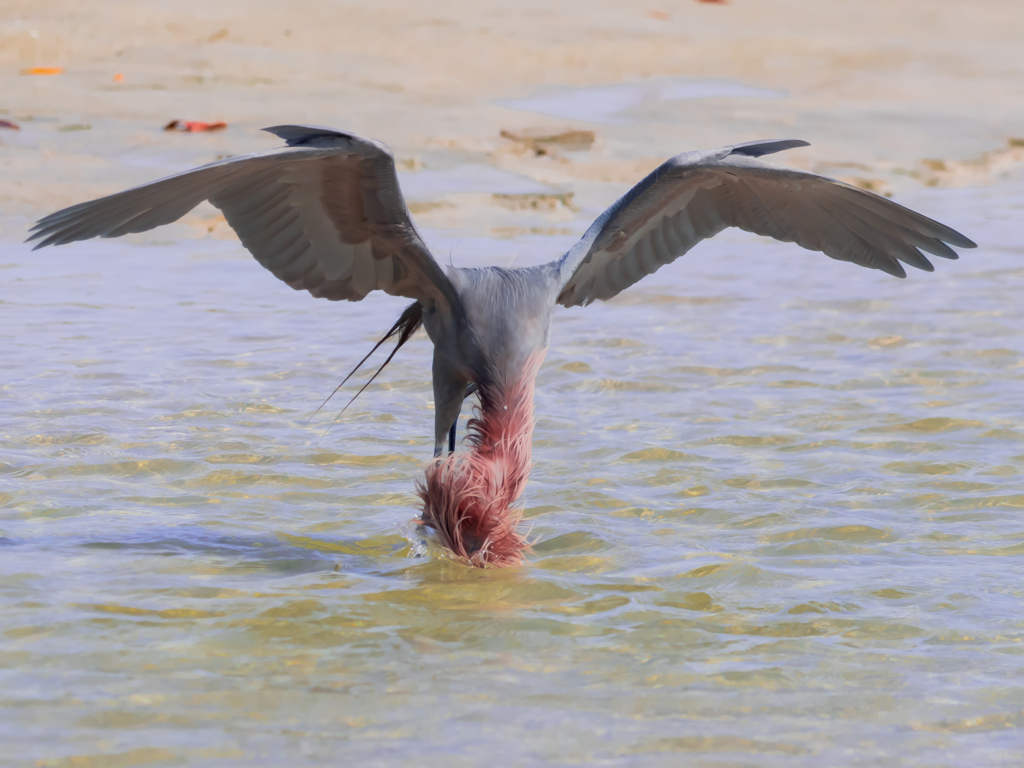 P5040053 reddish dipping