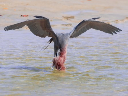 P5040053 reddish dipping