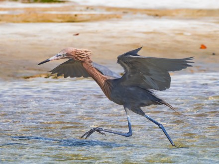 P5040070 reddish egret
