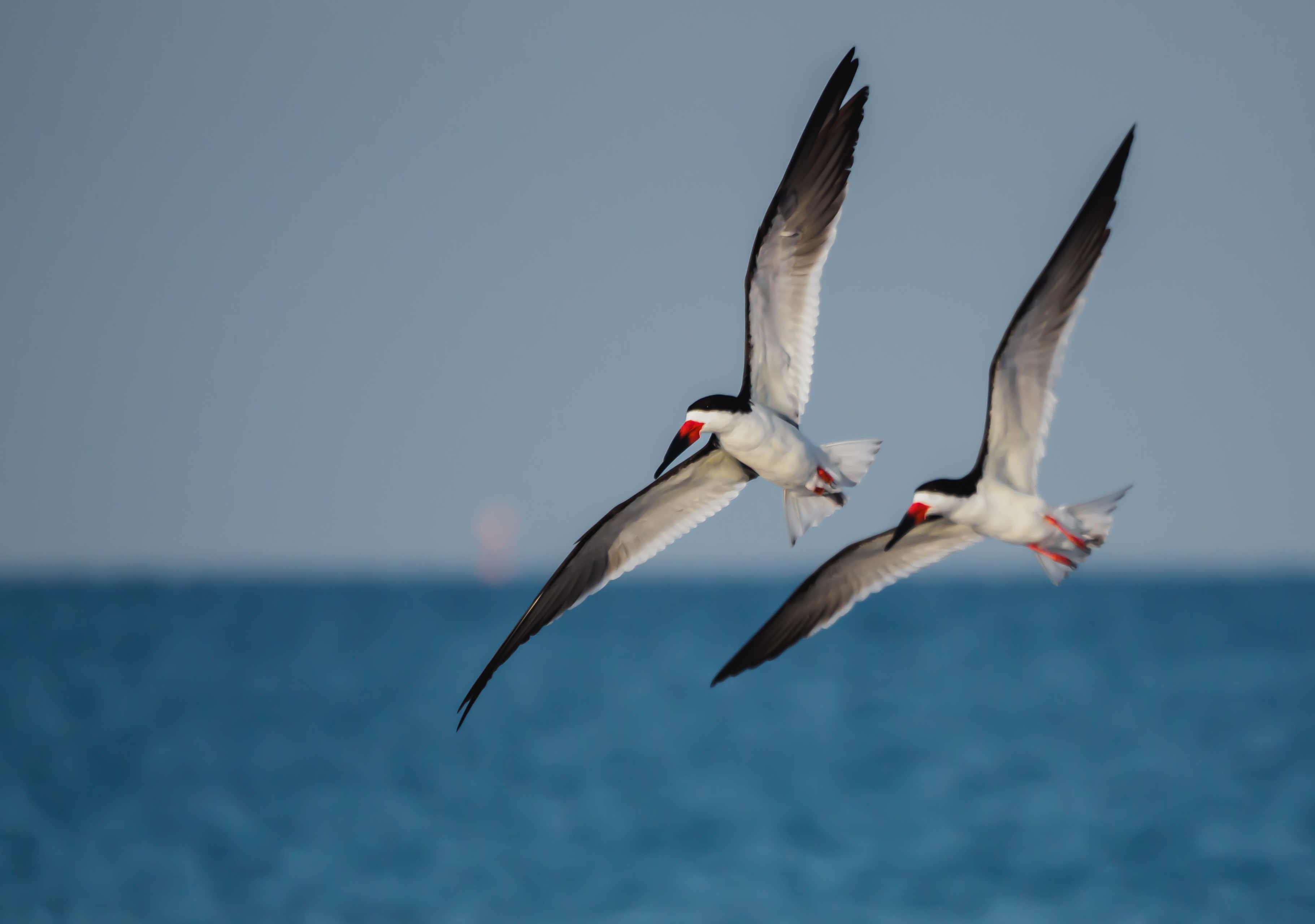 P5040096 black skimmers