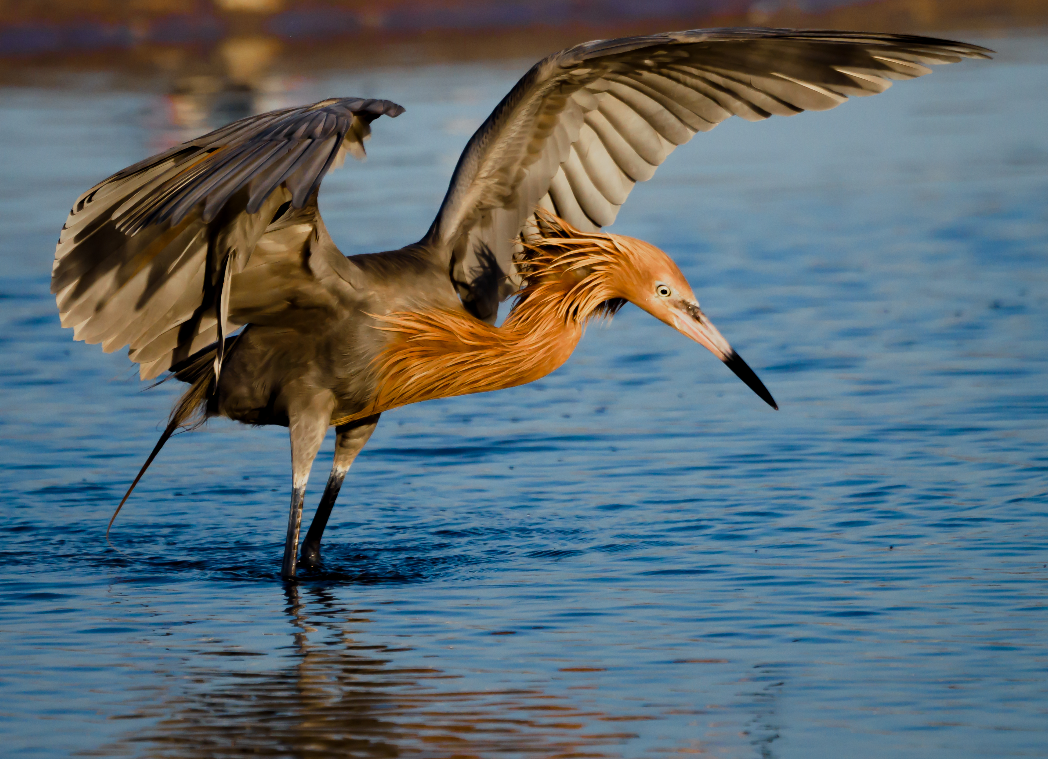 P5040132 reddish egret fishing