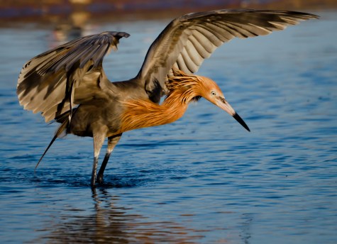 P5040132 reddish egret fishing