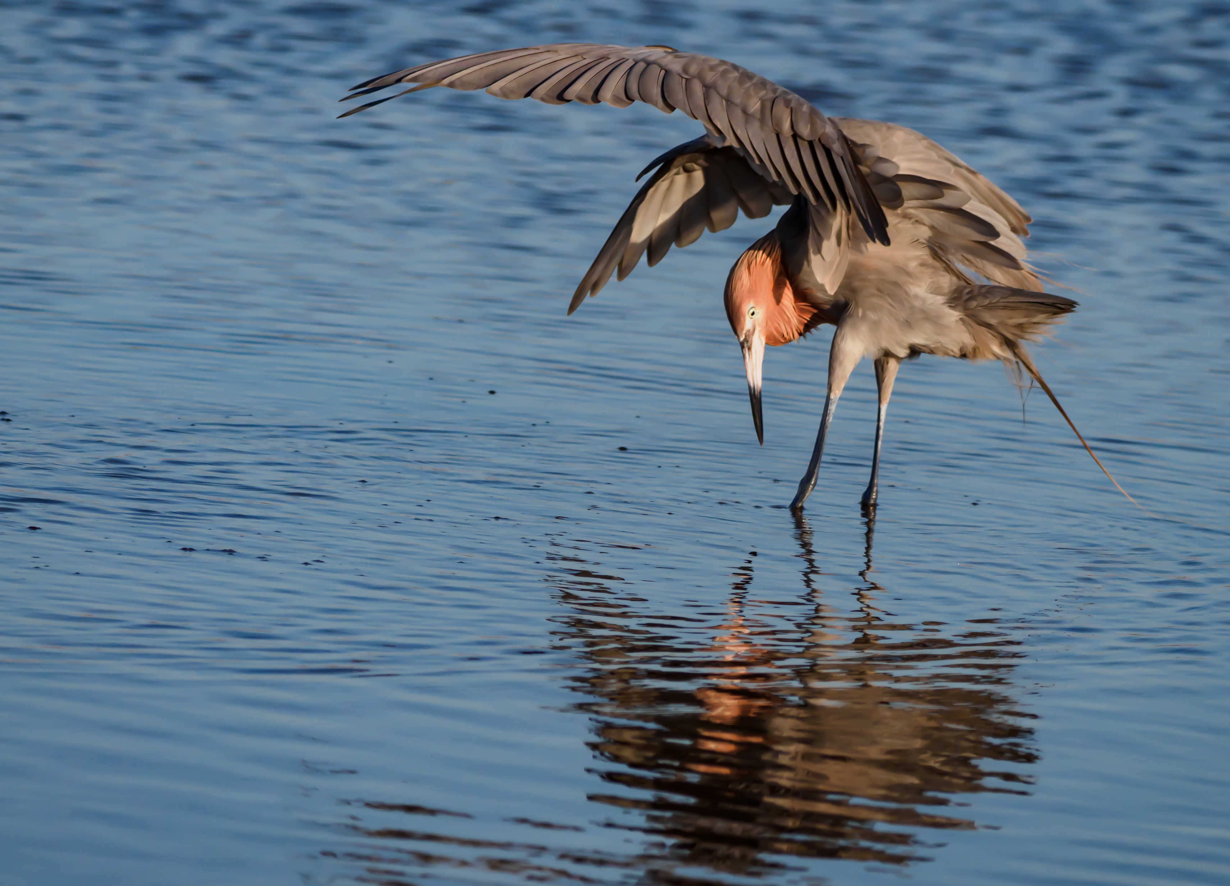 P5040182 - Copy reddish intent on fishing