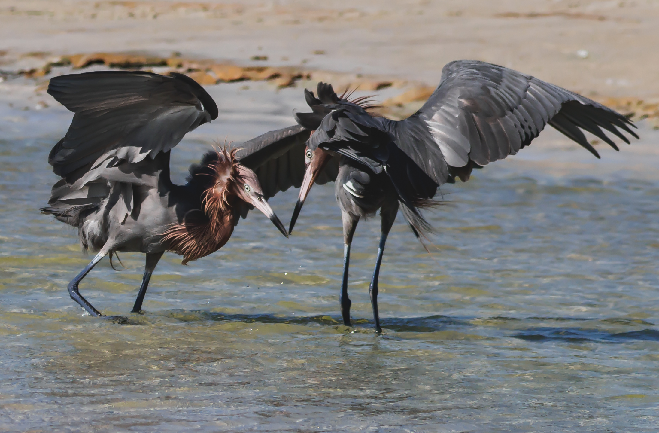 P5040215 - fish fight