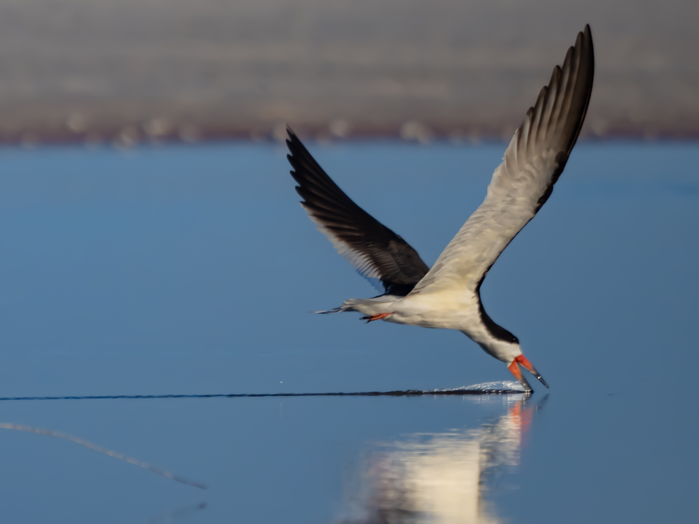 P5040286 black smikker