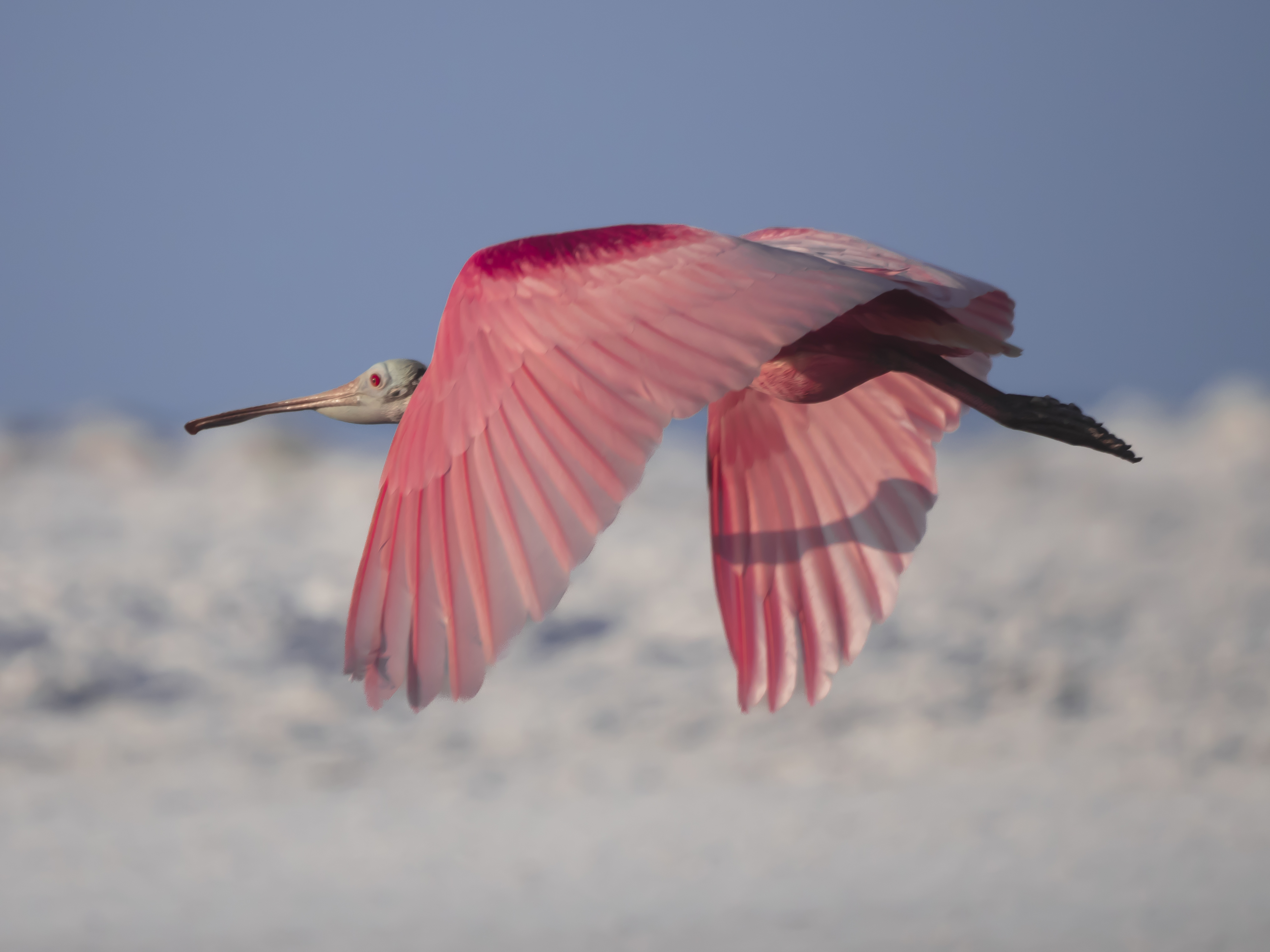 P5040318 spoonbill flying good