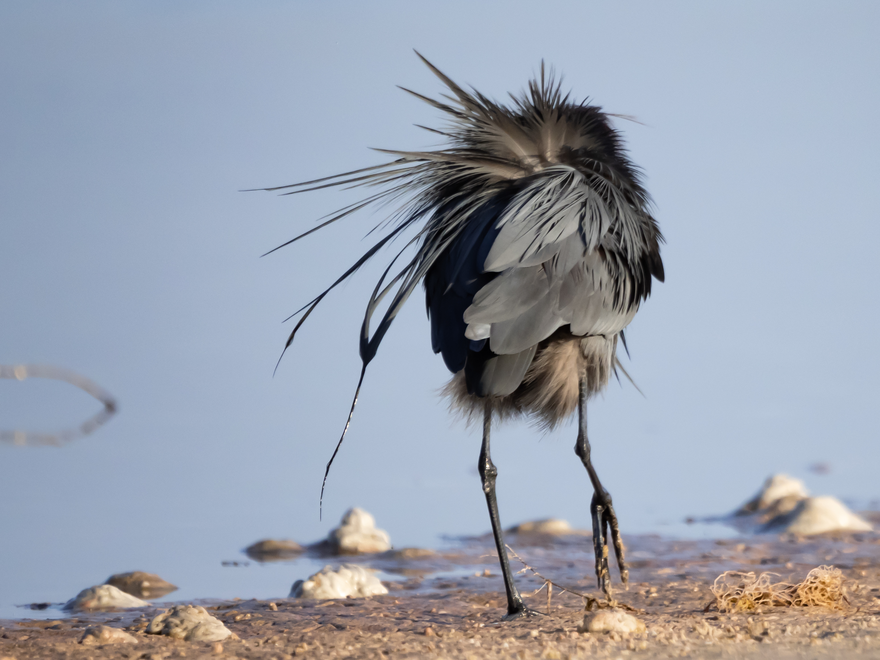 P5040360 little blue butt