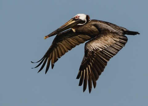 P5040503 - pelican flyover