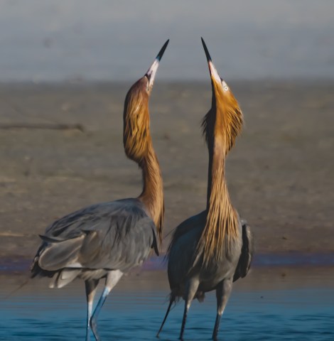 P5040614 - reddish egrets talking