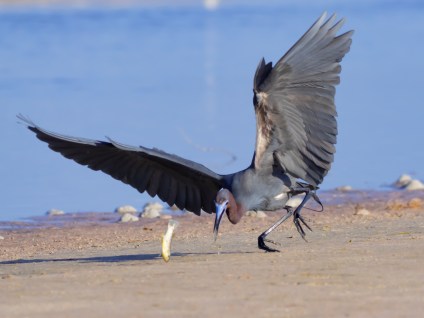 P5040762 little blue reclaiming fish