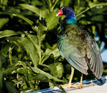 P5050344 purple gallinule