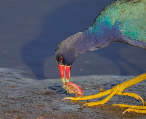 P5050371 purple gallinule eating