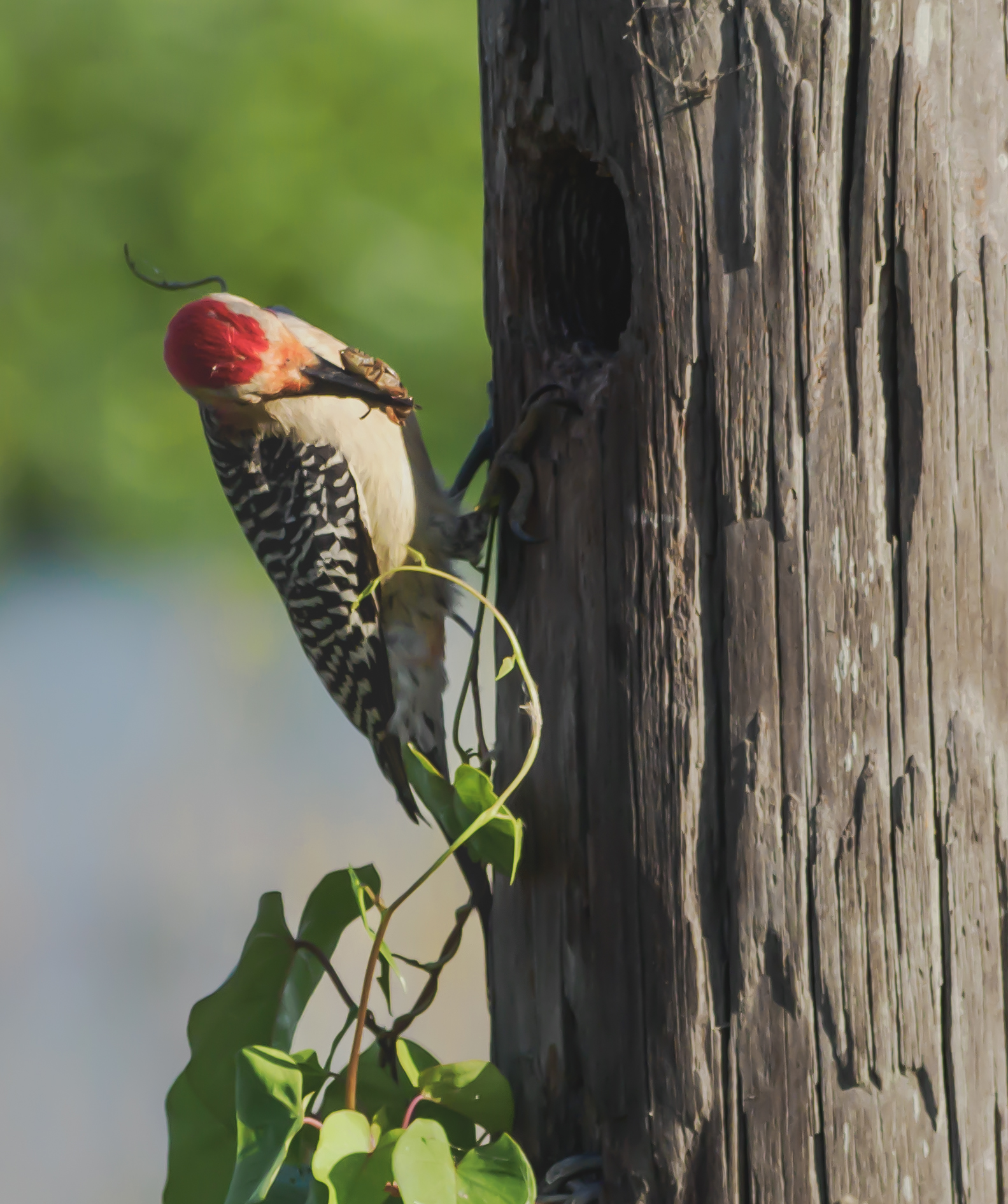 P5050603 red bellied feeding juvies