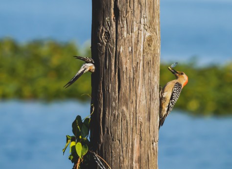 P5050674 mamma and papa