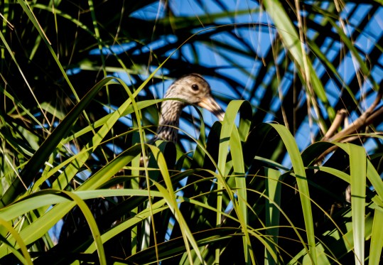 P5050908 nesting limpkin